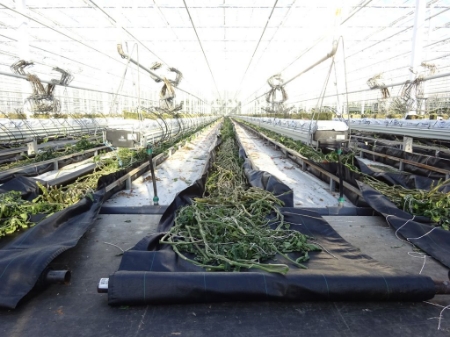 Afbeelding voor categorie Trekdoek & Kernen (TF280-290)