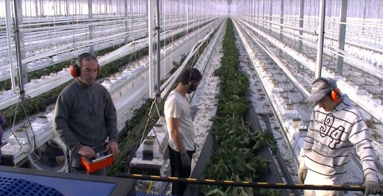 Picture of Bio Chopper Compact TF290 crop shredder