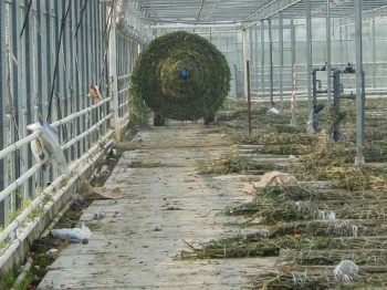 Picture of Multiroller