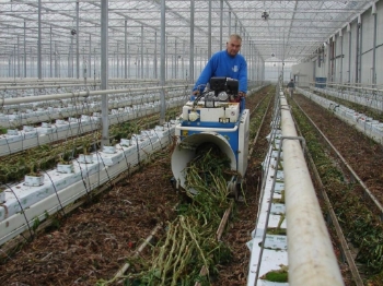 Afbeeldingen van Super Twister Tomatenplant Bindmachine